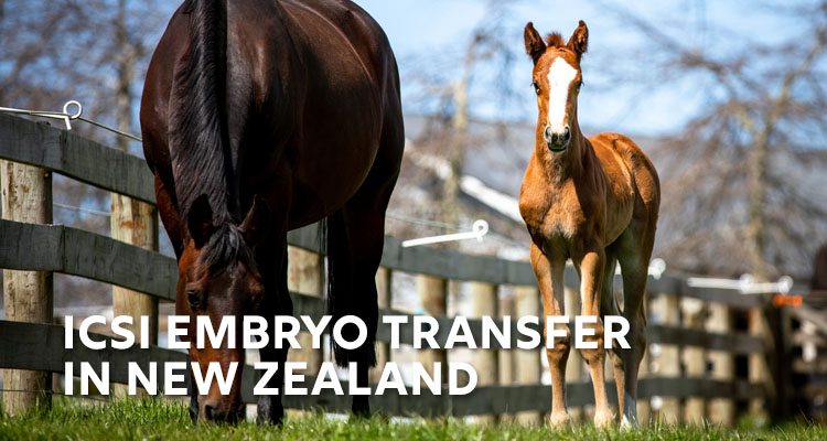 ICSI EMBRYO TRANSFER SERVICES IN NEW ZEALAND