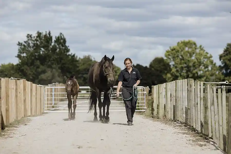 ARTIFICIAL INSEMINATION (AI IN HORSES)